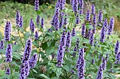 AGASTACHE BLUE FOUNTAIN