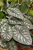 ALOCASIA BAGINDA DRAGON