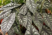 ALOCASIA BAGINDA DRAGON