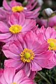 ANEMONE HUPEHENSIS  BELLE (IFANFB)