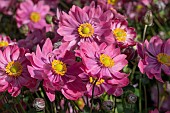 ANEMONE HUPEHENSIS BELLE (IFANFB)