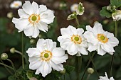 ANEMONE X HYBRIDA GEANTE DES BLANCHES