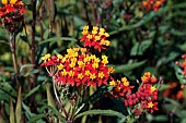 ASCLEPIAS CURASSAVICA