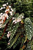 BEGONIA MACULATA WIGHTII
