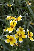 BIDENS AUREA HANNAYS LEMON DROP