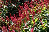 BISTORTA AMPLEXICAULIS, FIRETAIL