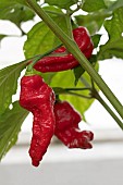 CAPSICUM ANNUUM BENGAL NAGA