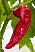 CAPSICUM ANNUUM LONG RED MARCONI