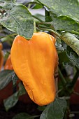 CAPSICUM ANNUUM MOHAWK