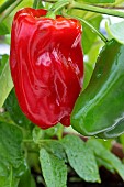 CAPSICUM ANNUUM REDSKIN