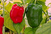CAPSICUM ANNUUM REDSKIN