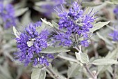 CARYOPTERIS X CLANDODNENSIS STERLING  SILVER (LISSILV)