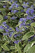 CARYOPTERIS X CLANDODNENSIS WHITE SURPRISE