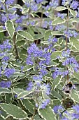 CARYOPTERIS X CLANDODNENSIS WHITE SURPRISE