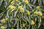 CASTANEA SATIVA