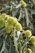 CASTANEA SATIVA