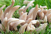 CLAVARIA FUMOSA