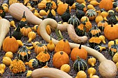 CUCURBITA PEPO