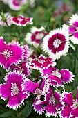 DIANTHUS FESTIVAL MIXED