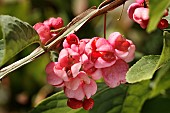 EUONYMUS EUROPAEUS