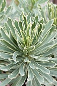 EUPHORBIA CHARACIAS SILVER SWAN (WILCOTT)