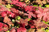 GERANIUM MACRORRHIZUM IINGWERSENS VAREITY