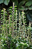 HEDERA HELIX CONGESTA