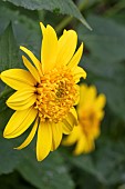 HELIANTHUS CAPENOCH STAR