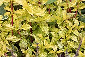 IRESINE HERBSTII AUREORETICULATA