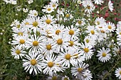 LEUCANTHEMELLA SEROTINA