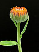 CALENDULA OFFICINALIS GREEN HEART (POT MARIGOLD)