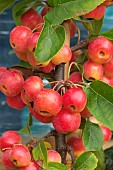 MALUS X ATROSANGUINEA GORGEOUS