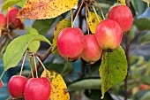 MALUS X ROBUSTA FRUITILITIOUS