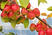 MALUS X ROBUSTA FRUITILITIOUS