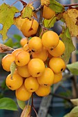 MALUS X ROBUSTA YELLOW SIBERIAN
