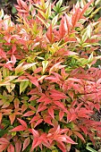 NANDINA DOMESTICA SEIKA