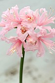 NERINE ANGELICO