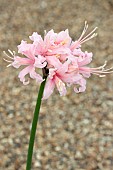 NERINE ANGELICO