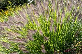 PENNISETUM ALOPECUROIDES HAMELIN
