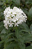 PHLOX PANICULATA FIJIAMA