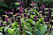 PHYTOLACCA ACINOSA