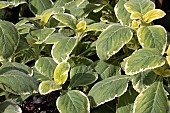 PLECTRANTHUS BARBATUS GRANDIS VARIEGATUS
