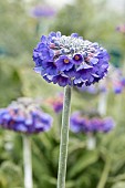 PRIMULA CAPITATA NOVERNA DEEP BLUE