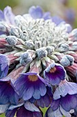 PRIMULA CAPITATA NOVERNA DEEP BLUE