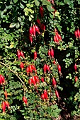 ROSA MOYSEII