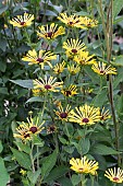 RUDBECKIA SUBTOMENTOSA HENRY EILERS
