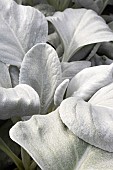 SENECIO CANDICANS ANGEL WINGS (SENAW)