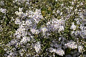 SYMPHYOTRICHUM CORDIFOLIUM CHEIFTAIN