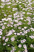 SYMPHYOTRICHUM LANCEOLATUM