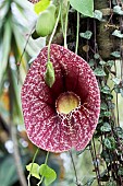 ARISTOLOCHIA LITTORALIS